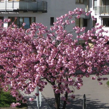 Rechtsanwalt, Rechtsanwälte, Rechtsanwältin, Markt, am Markt, Recht, Familienrecht