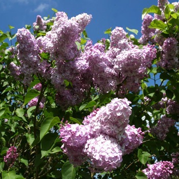 rechtsanwaltskanzlei-behr-und-nicolaisen-fruehsommer